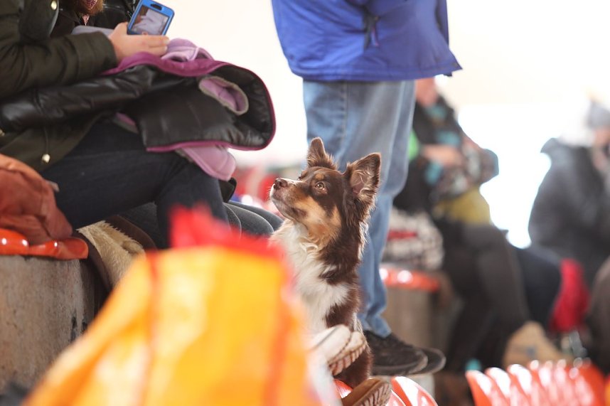 Hundesport und Faschingskost&uuml;m