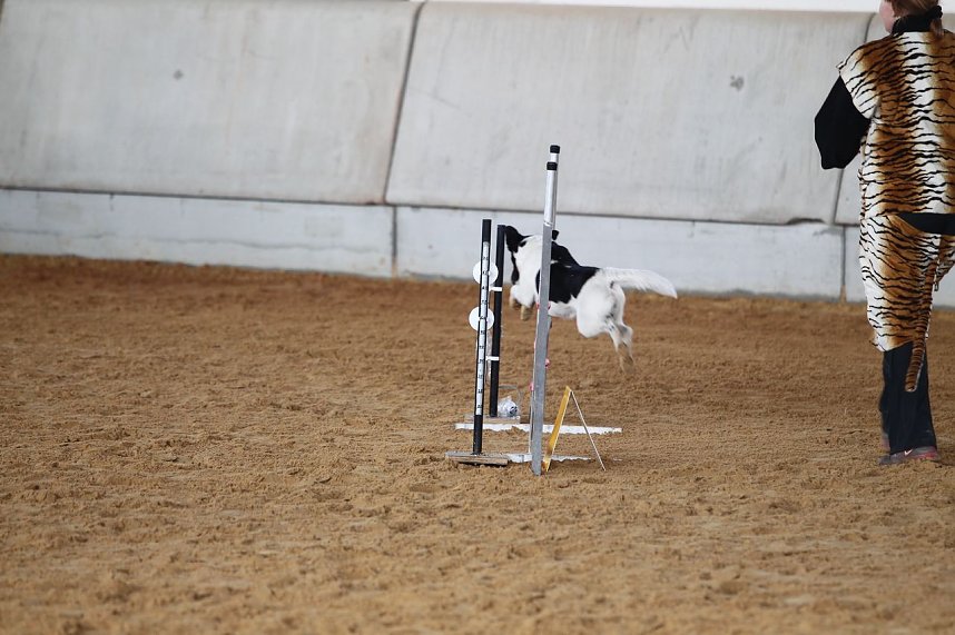 Hundesport und Faschingskost&uuml;m