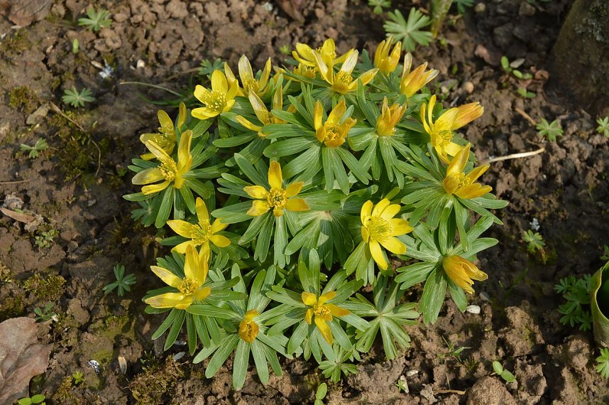 Fr&uuml;hling im Garten