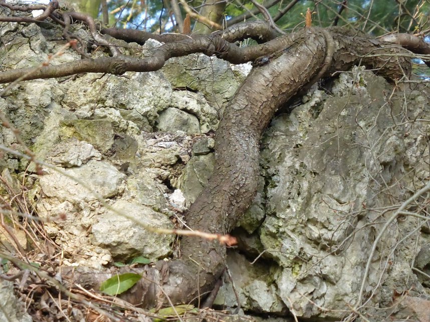 Zunehmender Wildwuchs zerst&ouml;rt Stadtmauerreste