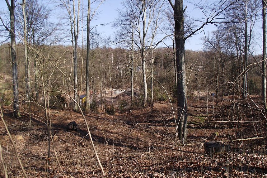Un&uuml;bersehbar sind die lichten Stellen, die der enorme Holzeinschlag in den letzten Monaten dem Gehege schlug. Neuanpflanzungen sollen nicht erfolgen. Man setzt auf Naturverj&uuml;ngung.