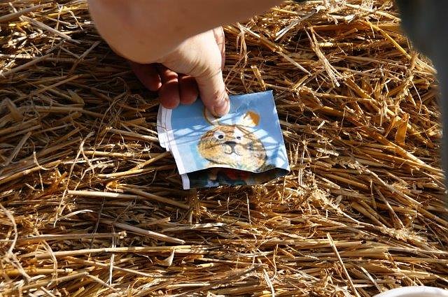 Es "ostert" in Obergebra