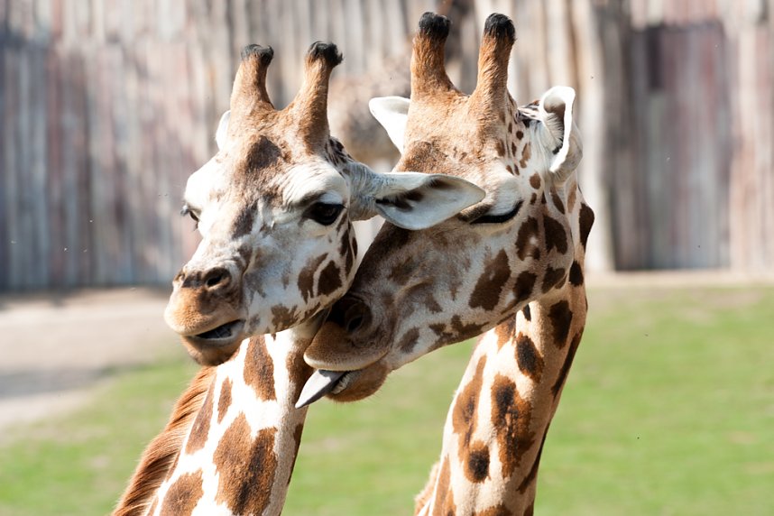 Besuch im Leipziger Zoo