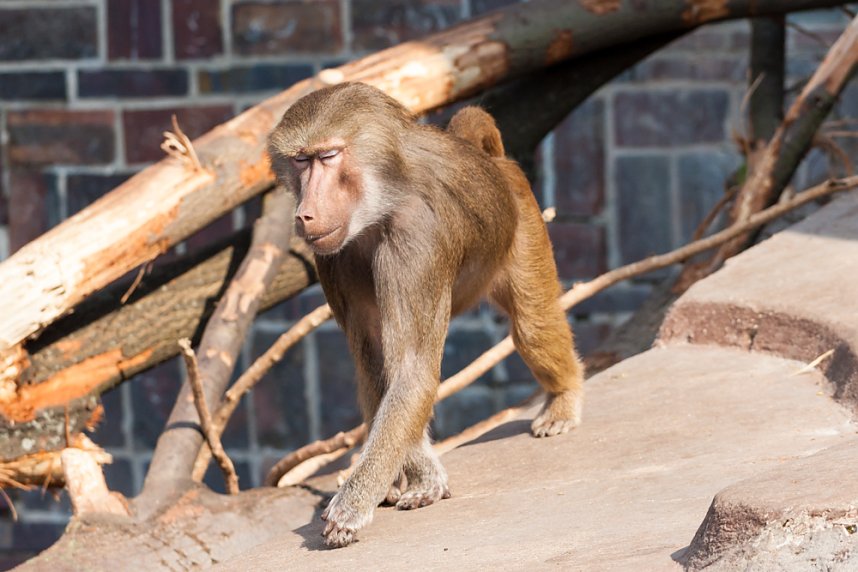 Besuch im Leipziger Zoo