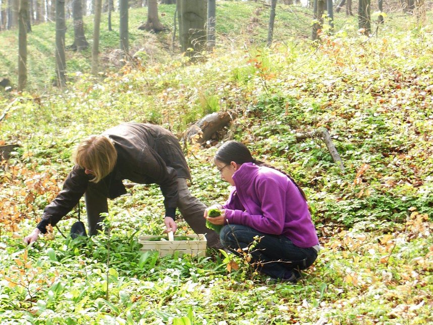 Wildkr&auml;uterwanderung im S&uuml;dharz