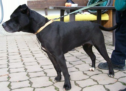 Weihnachtsmart im Tierheim