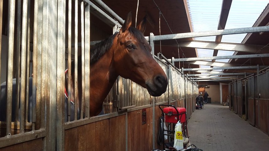 Pferdesportwochenende in Wollersleben