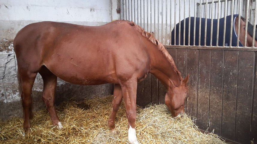 Pferdesportwochenende in Wollersleben