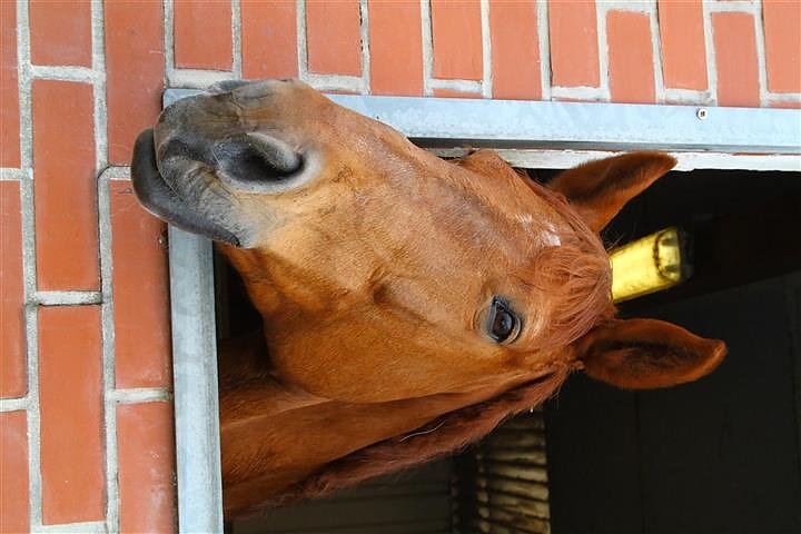 Reitturnier in Immenrode