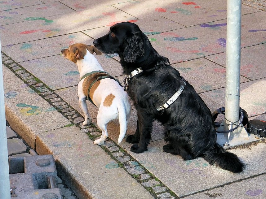 10 Jahre Kurze Meile