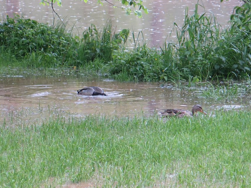 Wasser im Teich und im Park