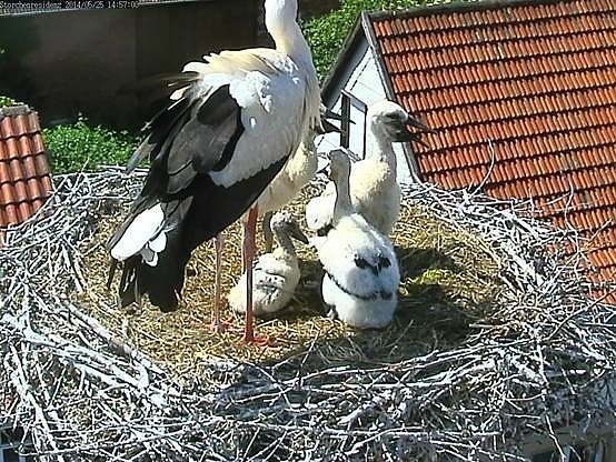 Neues aus dem Storchenest