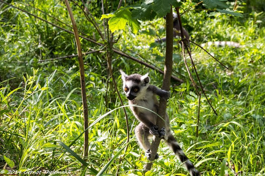 Besuch auf dem Strau&szlig;berg