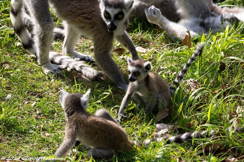 Besuch auf dem Strau&szlig;berg