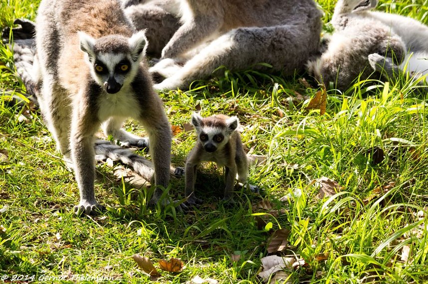Besuch auf dem Strau&szlig;berg