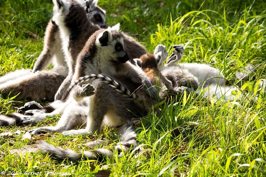 Besuch auf dem Strau&szlig;berg