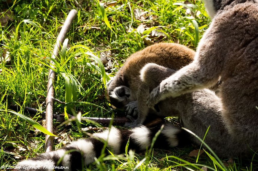 Besuch auf dem Strau&szlig;berg