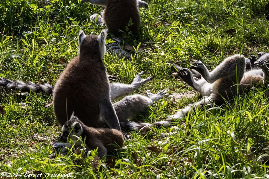 Besuch auf dem Strau&szlig;berg