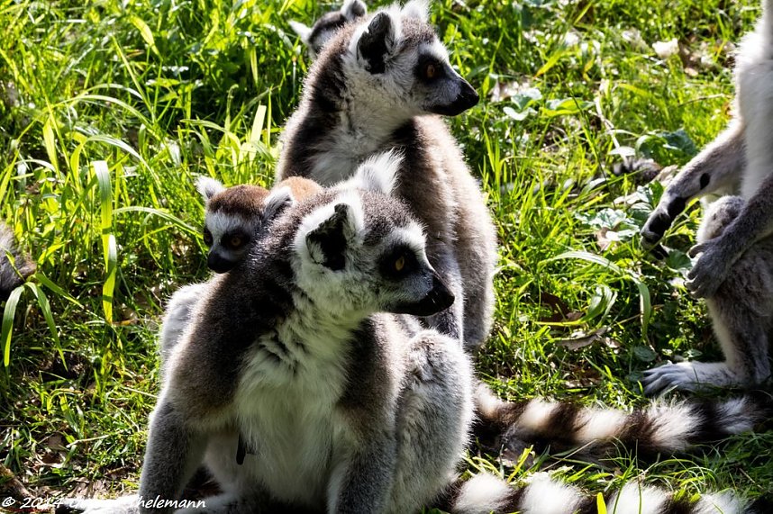 Besuch auf dem Strau&szlig;berg