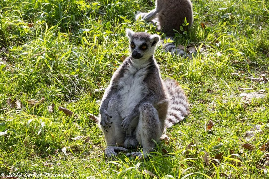 Besuch auf dem Strau&szlig;berg