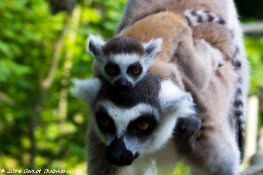 Besuch auf dem Strau&szlig;berg