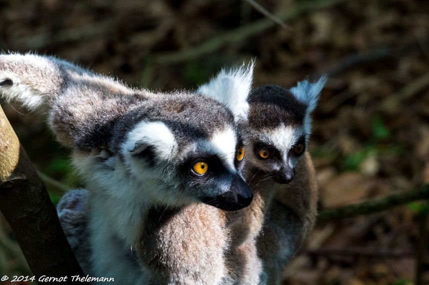 Besuch auf dem Strau&szlig;berg