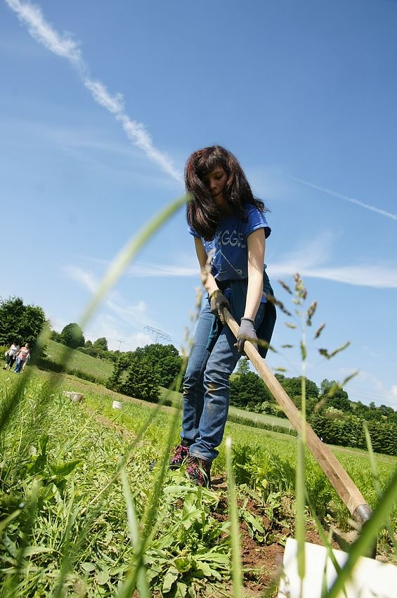 Jasmin Bachmann befreit junge M&ouml;hren vom Unkraut im LIFT-Naturgarten.