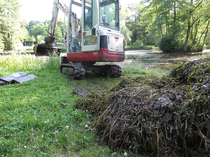 Kampf dem Krause Laichkraut