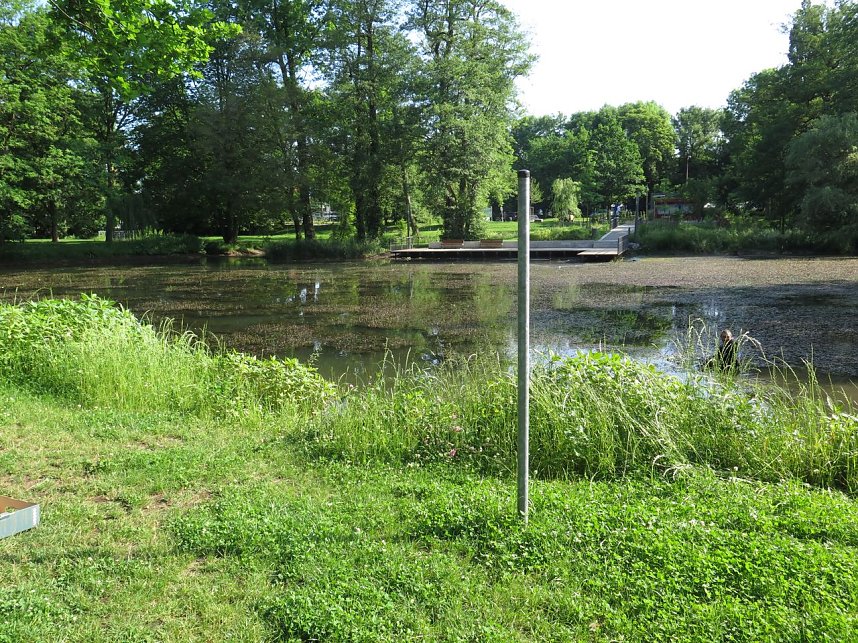 Kampf dem Krause Laichkraut