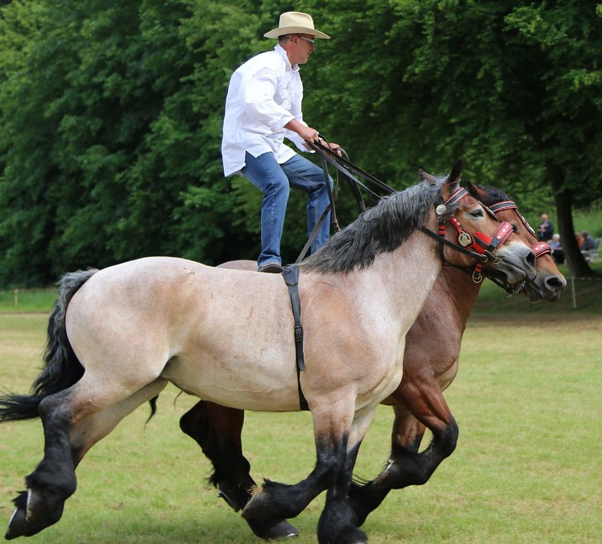 Ponyfest in W&uuml;lfingerode