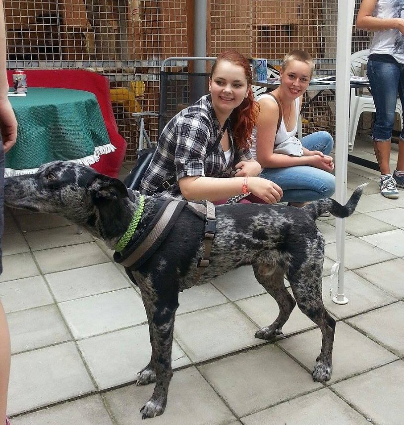 Tierisches Sommerfest