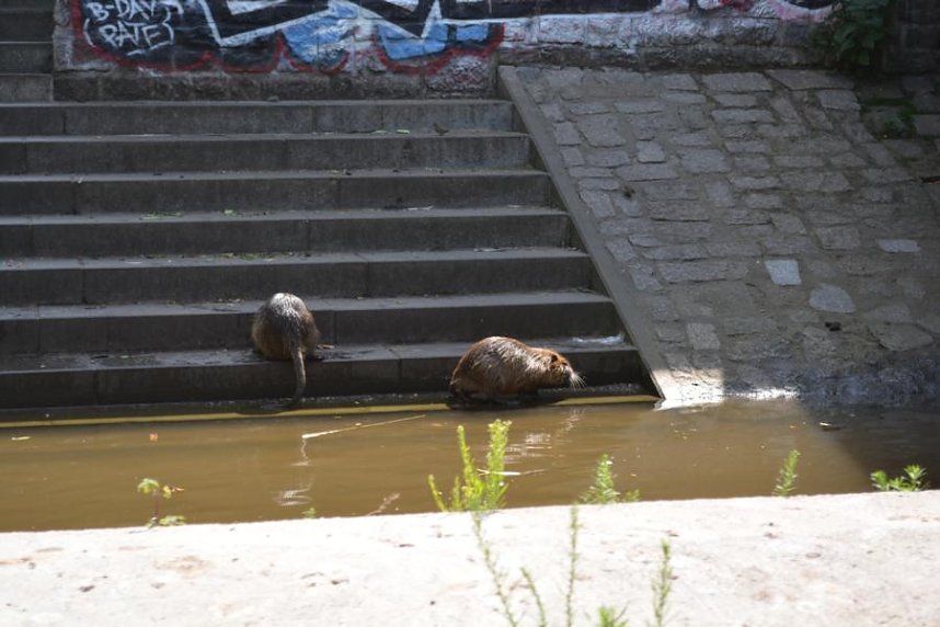 Doppelk&ouml;rner auf Tour