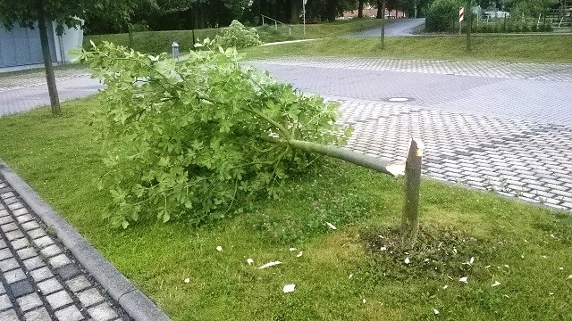 B&auml;ume gef&auml;llt