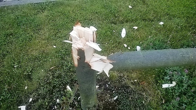 B&auml;ume gef&auml;llt