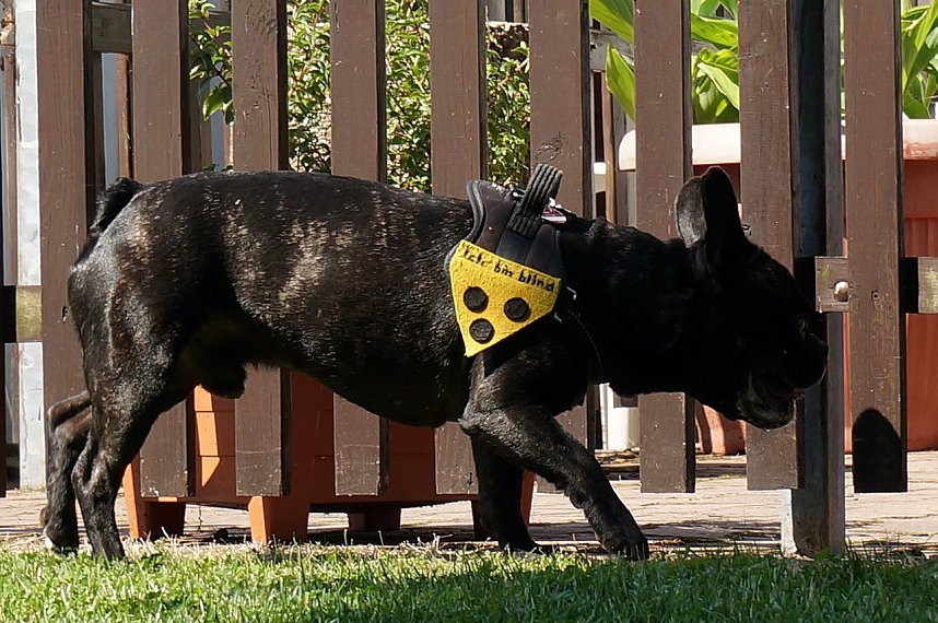 Bulldoggen aller L&auml;nder....