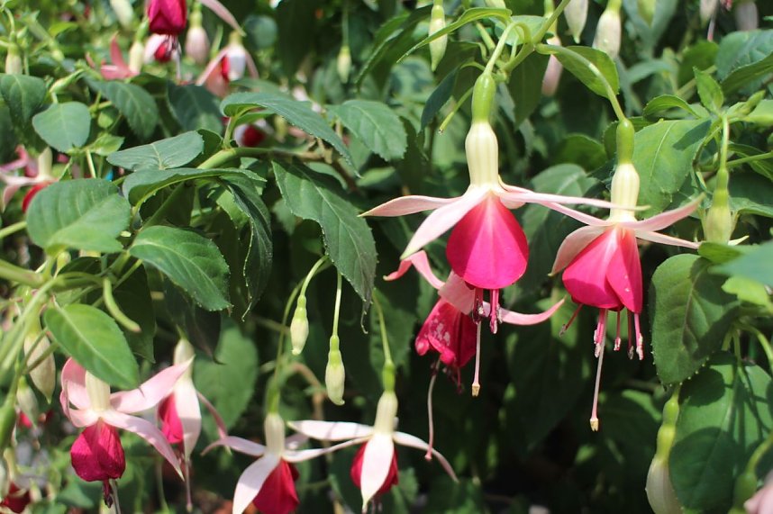 Volle Bl&uuml;tenpracht