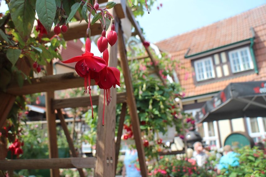 Volle Bl&uuml;tenpracht