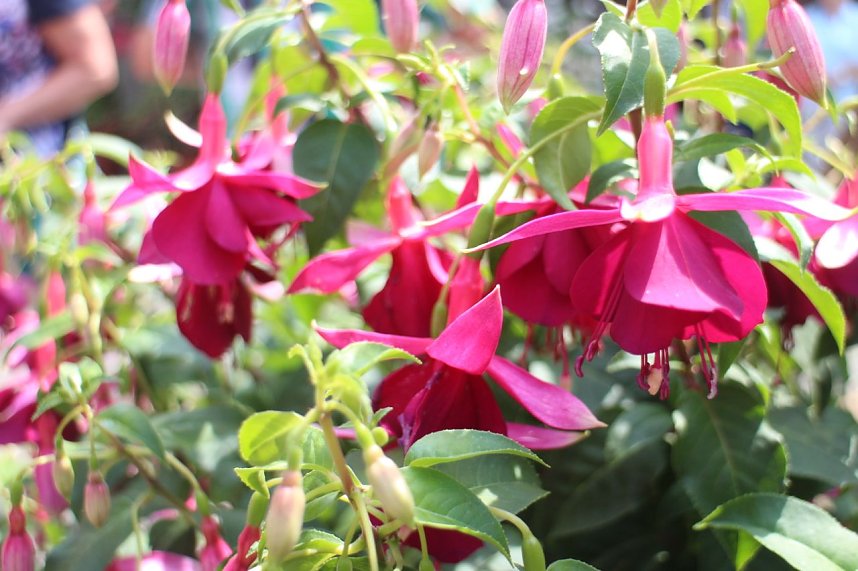 Volle Bl&uuml;tenpracht