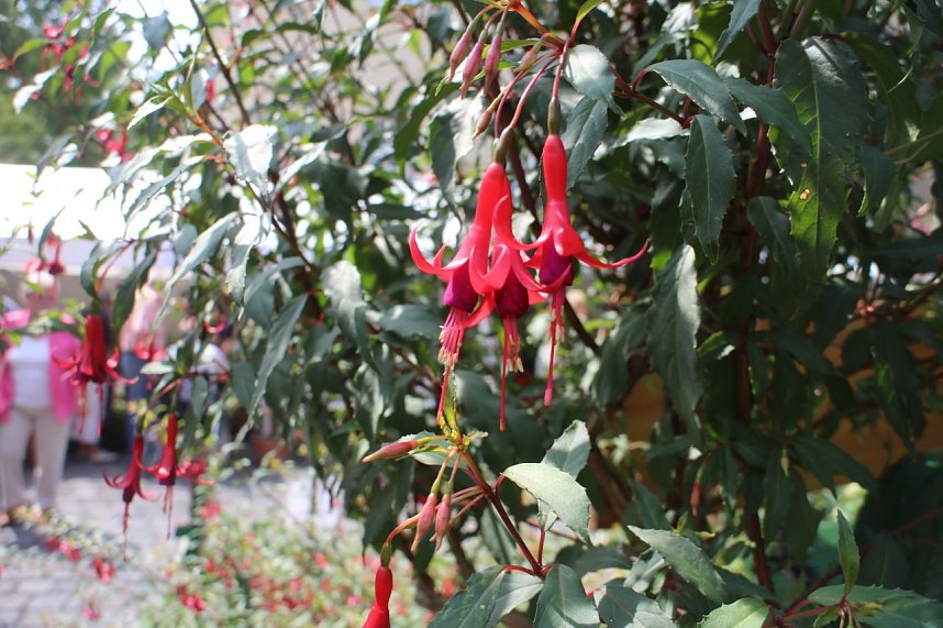 Volle Bl&uuml;tenpracht