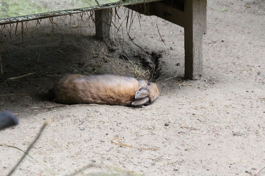 Tierparkfest auf dem Hexentanzplatz