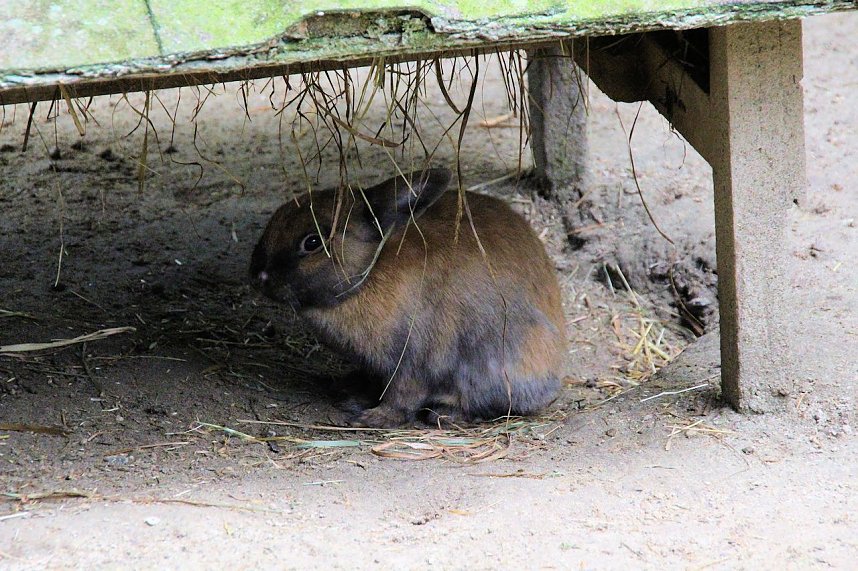 Tierparkfest auf dem Hexentanzplatz