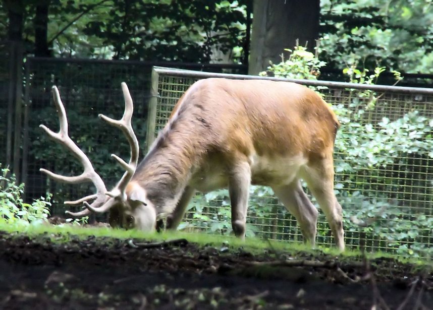 Tierparkfest auf dem Hexentanzplatz
