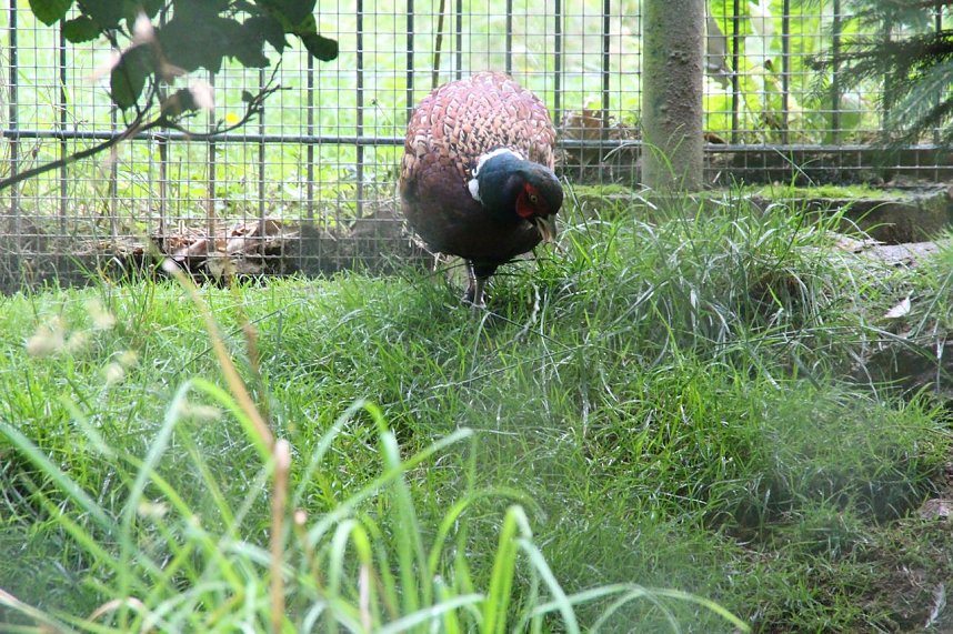 Tierparkfest auf dem Hexentanzplatz