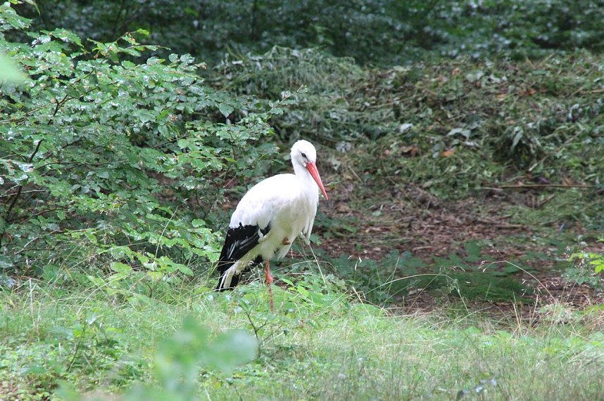 Tierparkfest auf dem Hexentanzplatz