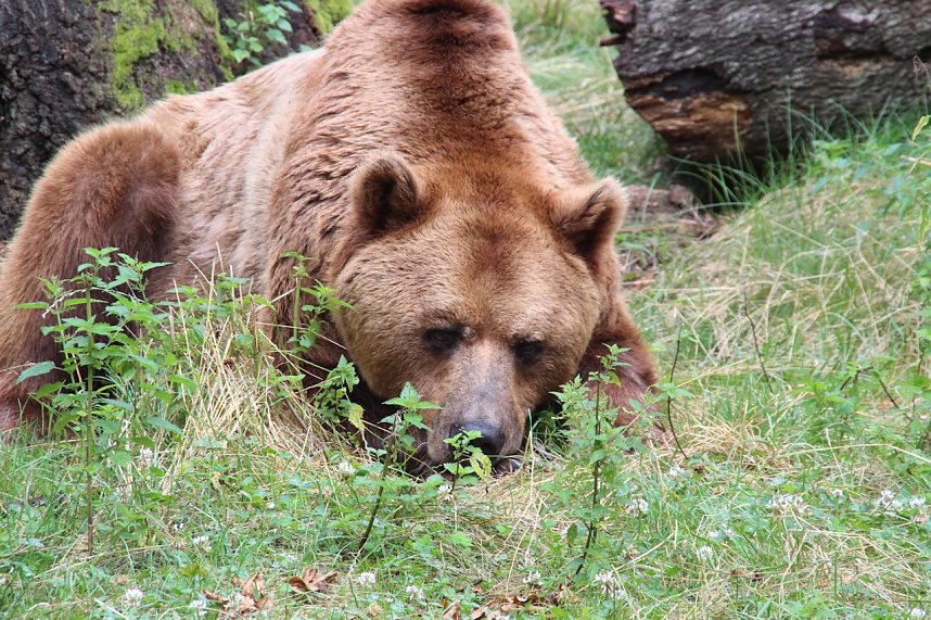 Tierparkfest auf dem Hexentanzplatz