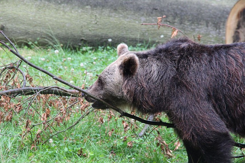 Tierparkfest auf dem Hexentanzplatz