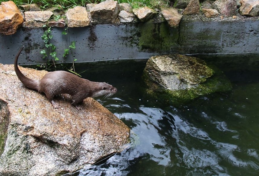 Tierparkfest auf dem Hexentanzplatz
