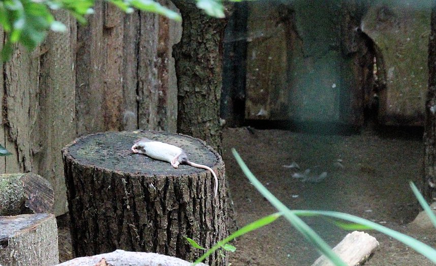 Tierparkfest auf dem Hexentanzplatz