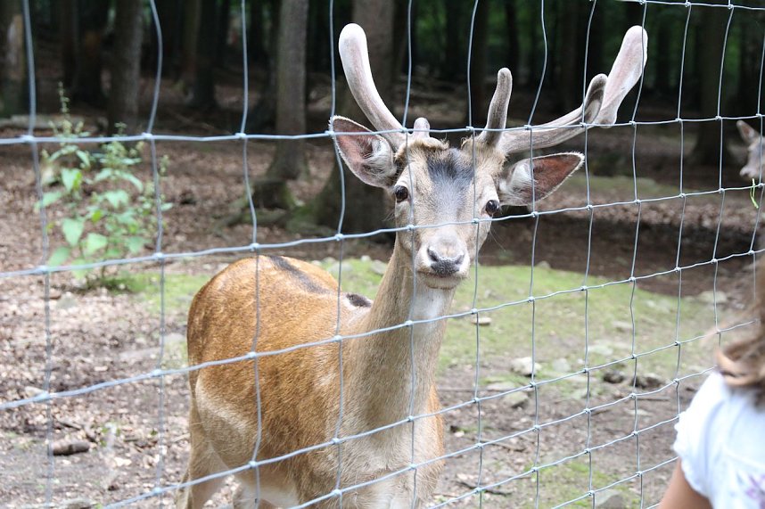 Tierparkfest auf dem Hexentanzplatz