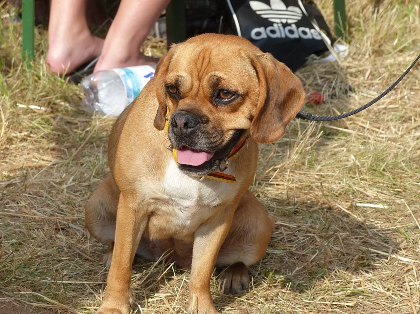 Tauziehen an der Helme